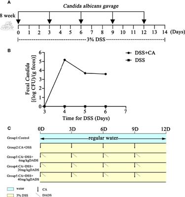 Frontiers | Diallyl Disulfide (DADS) Ameliorates Intestinal